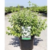 Philadelphus Plant - Manteau d