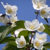 Philadelphus Plant - Starbright