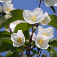 Philadelphus Plant - Starbright