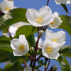 Philadelphus Plant - Starbright