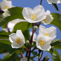 Philadelphus Plant - Starbright