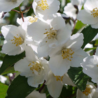 Philadelphus Plant - Virginal