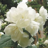 Philadelphus Shrub Plant - Virginal
