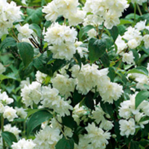 Philadelphus Virginal Plant