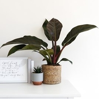 Philodendron Imperial Red