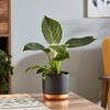 Philodendron White Measure
