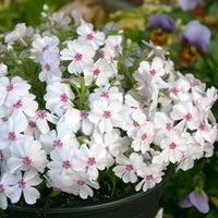 Phlox Creeping Plants - Collection