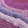 Phlox Creeping Plants - Collection