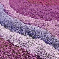 Phlox Creeping Plants - Collection