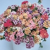 Phlox drummondii Seeds - Tapestry Mixed