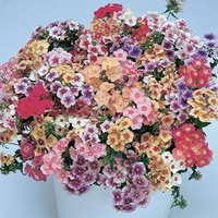 Phlox drummondii Seeds - Tapestry Mixed