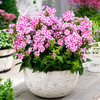 Phlox paniculata Plant - Bambini