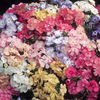 Phlox Plant - Bright Eyes