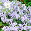 Phlox Plant - Clouds of Perfume