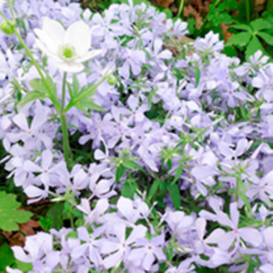 Phlox Plant - Clouds of Perfume