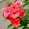 Phlox Plant - Flame Coral