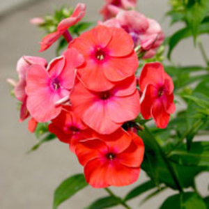 Phlox Plant - Flame Coral