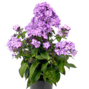 Phlox Plant - Flame Violet