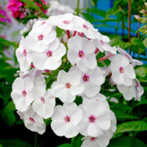 Phlox Plant - Flame White Eye
