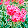 Phlox Plant - paniculata Becky Towe