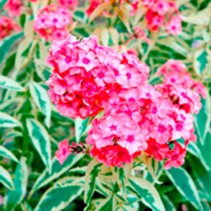 Phlox Plant - paniculata Becky Towe