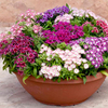 Phlox Plants - Popstars