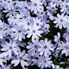 Phlox subulata Plant - Spring Blue