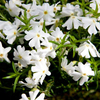 Phlox subulata Plant - Spring White