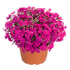 Phlox subulata Plants - Spring Hot Pink
