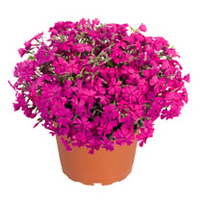 Phlox subulata Plants - Spring Hot Pink