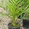 Phoenix Canariensis