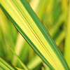 Phormium Plant - Apricot Queen