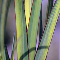 Phormium Plant - Apricot Queen
