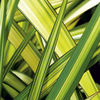 Phormium Plant - Cream Delight