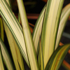 Phormium Plant - Cream Delight