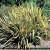 Phormium Plant - Golden Ray