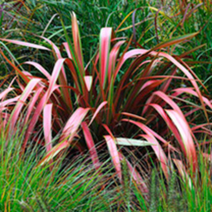 Phormium Plant - Jester