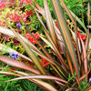 Phormium Plant - Joker