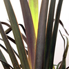 Phormium Plant - Platts Black