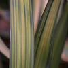Phormium Plant - Yellow Wave