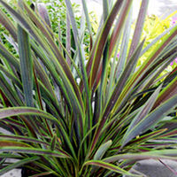 Phormium Plants - Collection