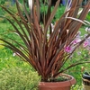 Phormium tenax Special Red