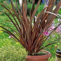 Phormium tenax Special Red