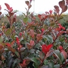 Photinia fraseri Plant - Little Red Robin
