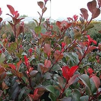 Photinia fraseri Plant - Little Red Robin