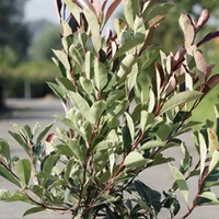 Photinia Fraseri Plant - Louise