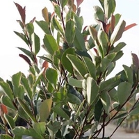 Photinia fraseri Plant - LOUISE