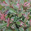 Photinia fraseri Plant - Pink Marble