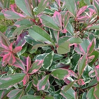 Photinia fraseri Plant - Pink Marble