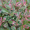Photinia fraseri Plant - Pink Marble